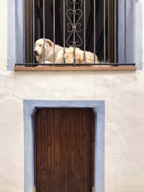 istock White Pyrennees Mountain Dog rests on a balcony 1407533528