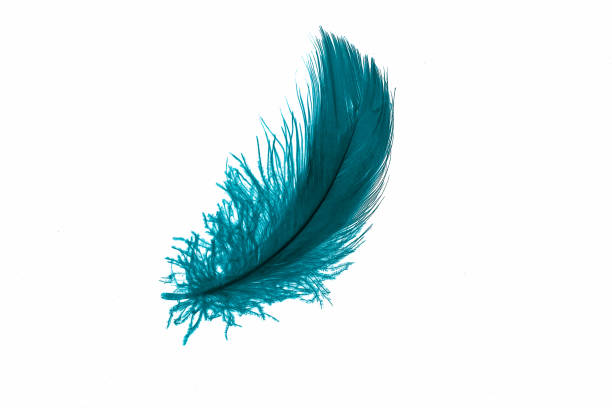 istock blue goose feather on a white isolated background 1407533624