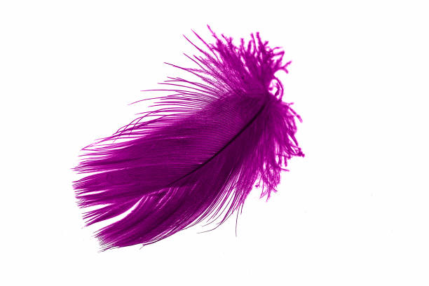violet goose feather on a white isolated background