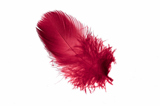 istock red goose feather on a white isolated background 1407533630