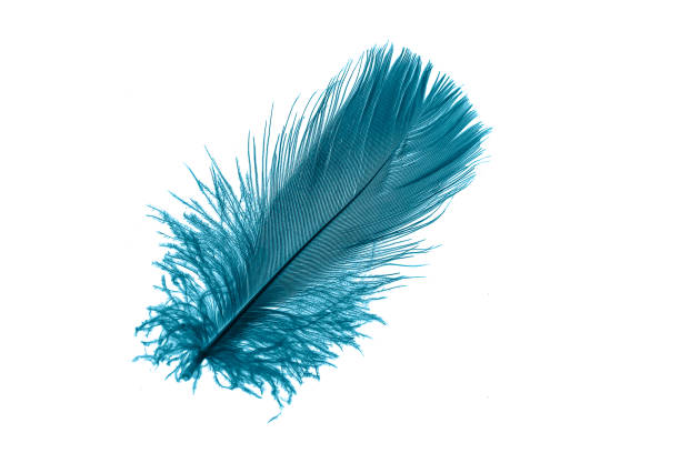 istock blue goose feather on a white isolated background 1407533645