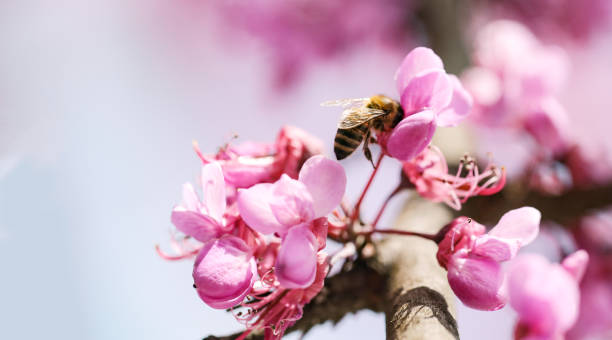 istock bee on pink redbud tree flowers  in srping collectin honey 1407535116