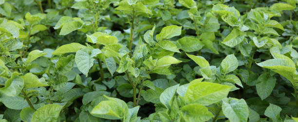 istock Potato bush with green leaves, vegetable field. 1407535691