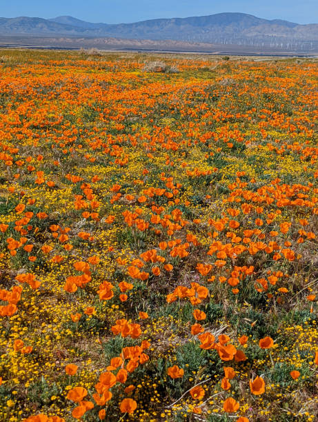 Antelope Valley Poppy Reserve State Park near Lancaster California Antelope Valley Poppy Reserve State Park near Lancaster California antelope valley poppy reserve stock pictures, royalty-free photos & images