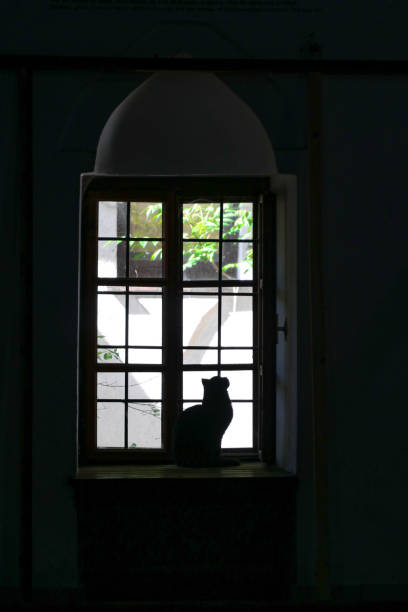 istock Silhouette of a cat in the window 1407537898