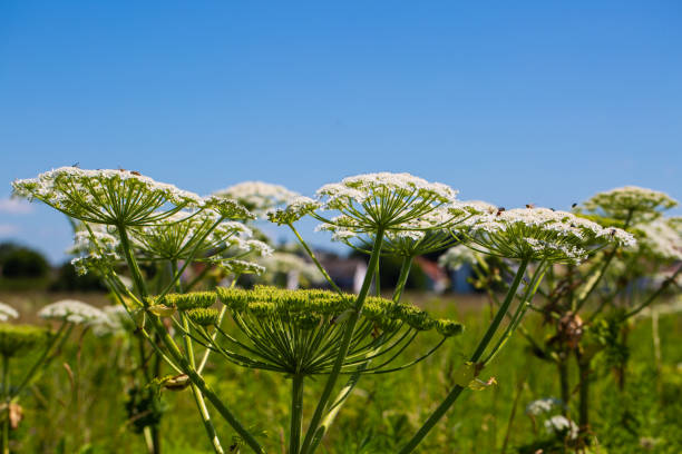 istock Hogweed (Heracleum sphondylium) on a wildflower meadow for bees 1407538352