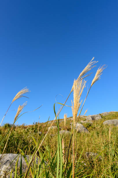 istock View of Hiraodai in autumn 1407539190