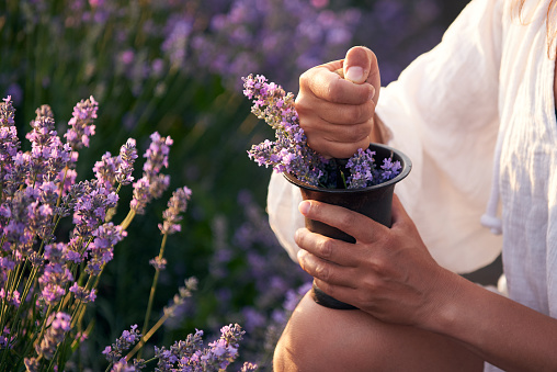 woman crush lavender flowers in a mortar against the background of a lavender field at sunset