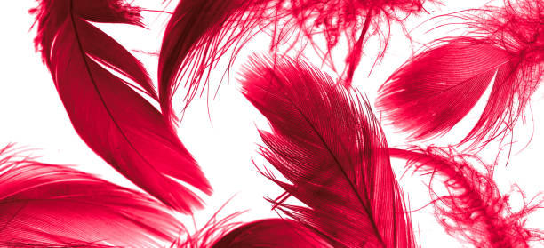 istock red duck feathers on a black isolated background 1407540409