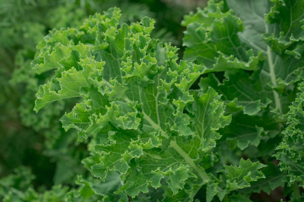 Fresh green leaves of Kale. Green vegetable