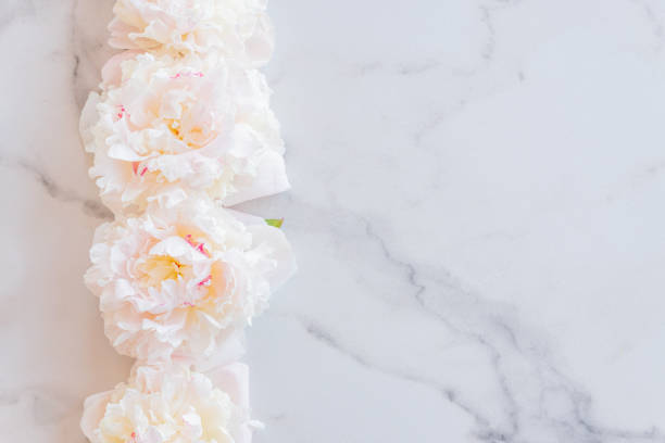istock Template for a romantic greeting card with creamy peonies on a white marble background. Blossoming flowers on a white background. pink peonies on a white marble table, flat lay 1407541567