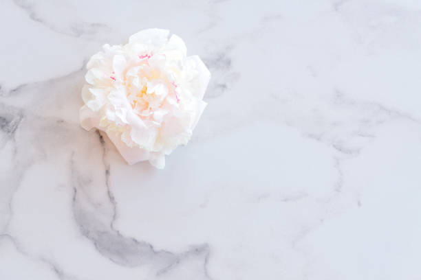 istock Single blooming peony flower head on marble background. Space for text 1407541568