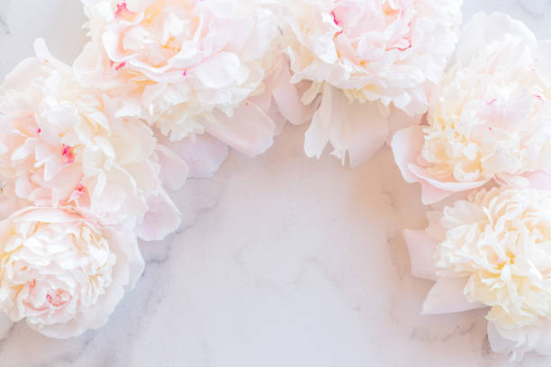 istock Template for a romantic greeting card with creamy peonies on a white marble background. Blossoming flowers on a white background. pink peonies on a white marble table, flat lay. 1407541583