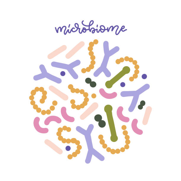 probiotic bacteria set in circle composition with lettering word. gut microbiota with healthy prebiotic bacillus. lactobacillus, acidophilus, bifidobacteria. microorganisms for biotechnology. vector - mikroorganizma stock illustrations