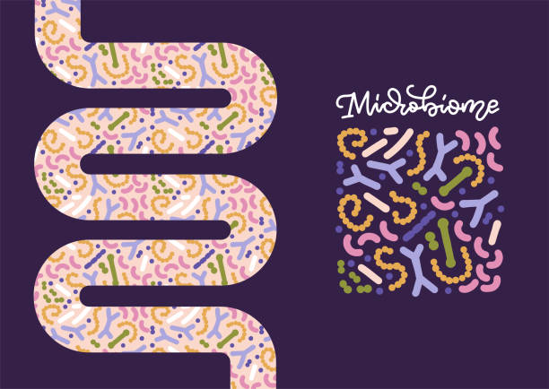Probiotics in shape of intestines woth microboime pattern. Bifidobacterium, lactobacillus, streptococcus thermophilus, lactococcus, propionibacterium. Vector illustration for banner, poster, package Probiotics in shape of intestines woth microboime pattern. Bifidobacterium, lactobacillus, streptococcus thermophilus, lactococcus, propionibacterium. Vector illustration for banner, poster, package. probiotic pattern stock illustrations