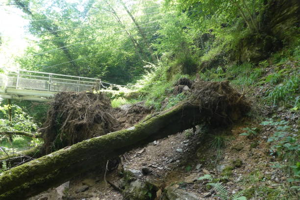 大雨による倒木 - uprooted ストックフォトと画像