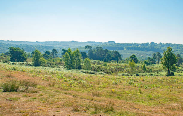 Ashdown Forest England in beautiful colour on a warm July morning Ashdown Forest England heathland in beautiful colour on a warm July morning ashdown forest photos stock pictures, royalty-free photos & images