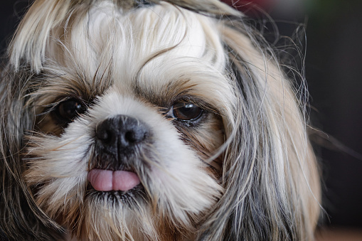 Closeup portrait of a shih tzu dog, looking at the camera