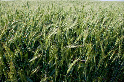 Wheat grows in the field.