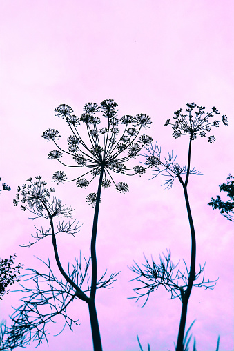 Growing dill against a pink sky view from below. Artificial nature concept