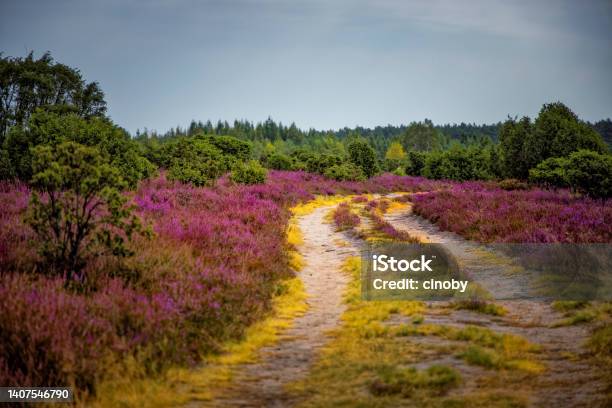 Luneburger Heath In Bloom Lower Saxony Germany Stock Photo - Download Image Now