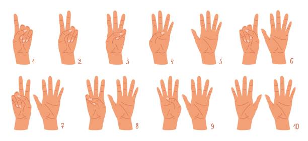 ilustrações, clipart, desenhos animados e ícones de mãos de desenhoão contam gestos, números de dedos humanos. conjunto de ilustração vetorial - hand sign human hand sign language three fingers