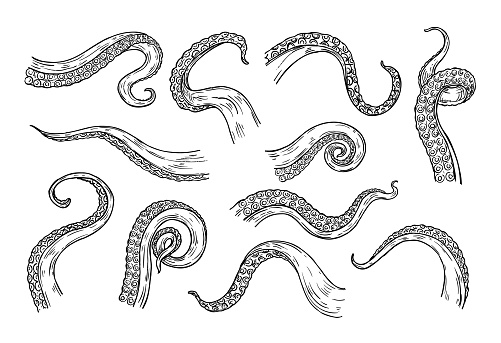 Octopus tentacles engraving. Hand drawn tentacle of underwater squid animal, sketch kraken or Cthulhu arms with sucker rings. Isolated detailed monster feelers, giant aquatic elements