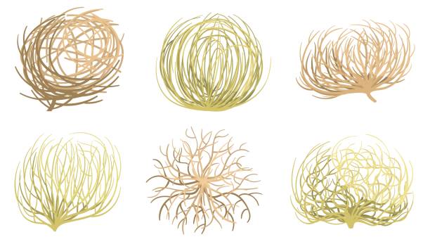 Cartoon tumbleweed. Western valleys and deserts plant, rolling dry tumble weed ball roots vector set Cartoon tumbleweed. Western valleys and deserts plant, rolling dry tumble weed ball roots vector set. Dead grass, twigs and branches moving from wing blows on arid land, drought elements weeding stock illustrations