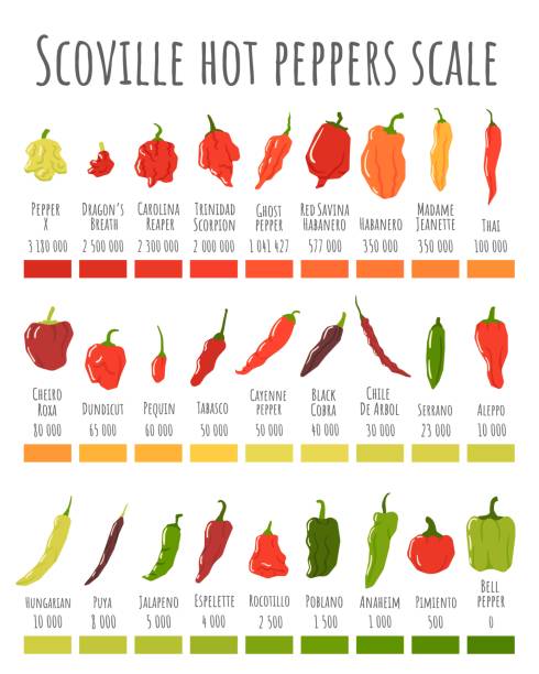 Scoville hot peppers scale. Hot pepper chart, spicy level and scovilles heat units poster vector illustration Scoville hot peppers scale. Hot pepper chart, spicy level and scovilles heat units poster vector illustration. Vegetables with different indicator of sharpness, spice measurement in plants serrano chili pepper stock illustrations