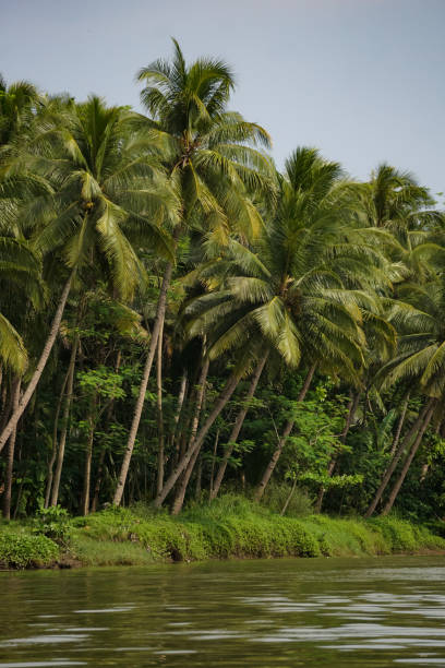 istock River with coconut trees in the background 1407550200