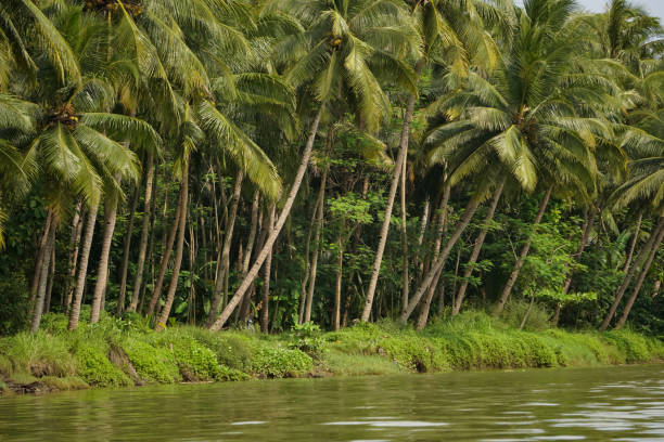 istock River with coconut trees in the background 1407550215