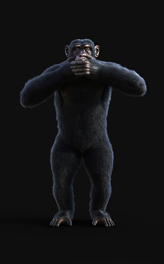3d Illustration of three Chimpanzee monkeys, standing and closing the mouth isolated on black background with clipping path