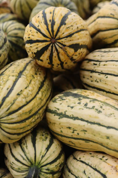 texturierte kürbisse auf der herbstmesse nahaufnahme - agricultural fair farmers market squash market stock-fotos und bilder