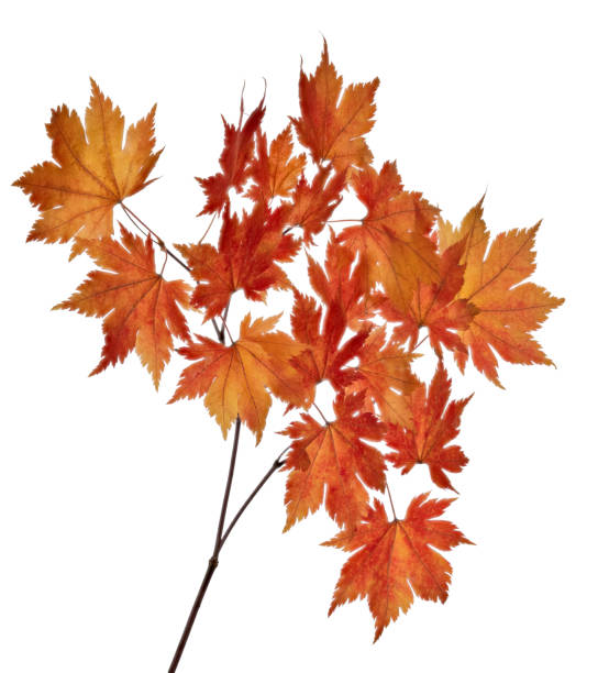 istock maple branch with autumn small orange leaves on white 1407552564