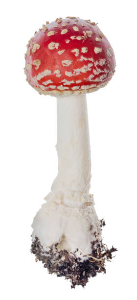 istock small isolated dark red fly agaric mushroom 1407552596