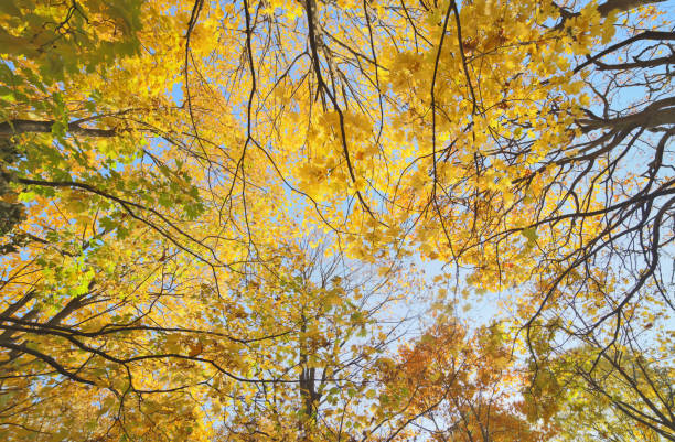 istock gold autumn trees grow to light blue sky 1407552623