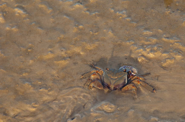 istock Crab on the sand of the Senegal River. 1407553284