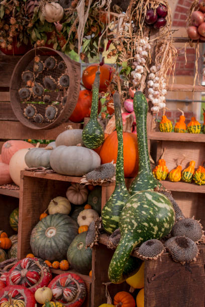 istock arrangement of several multicolored squashes display 1407553470