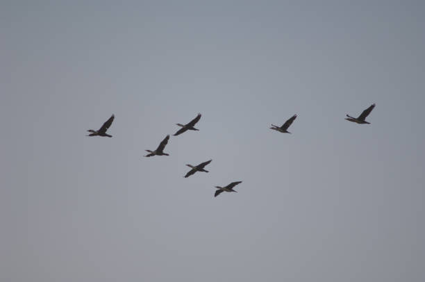 istock Formation of great cormorants in flight. 1407553781