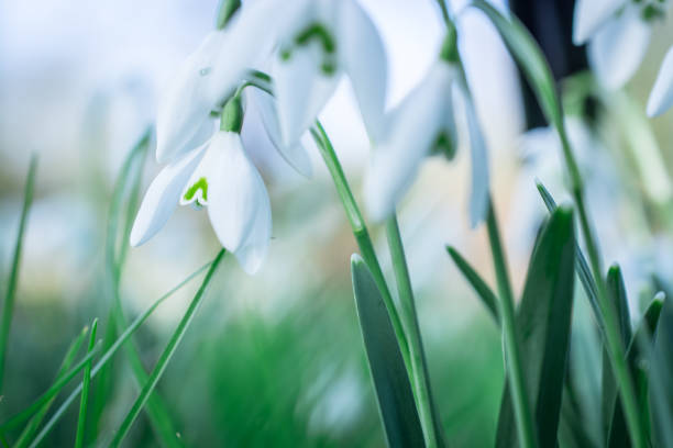 istock Snowdrops flowers in springtime, floral spring background 1407554904