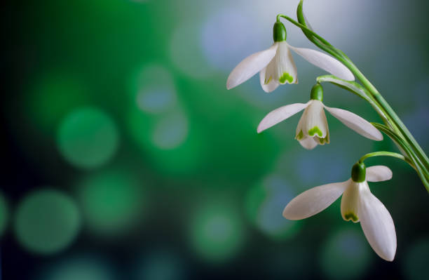 Snowdrops flowers in springtime, floral spring background