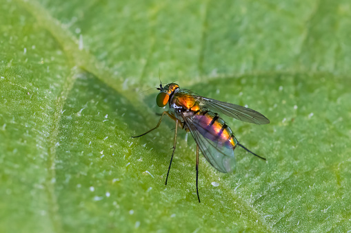 Ultra close-up of fly with bright red eyes on the green leaf