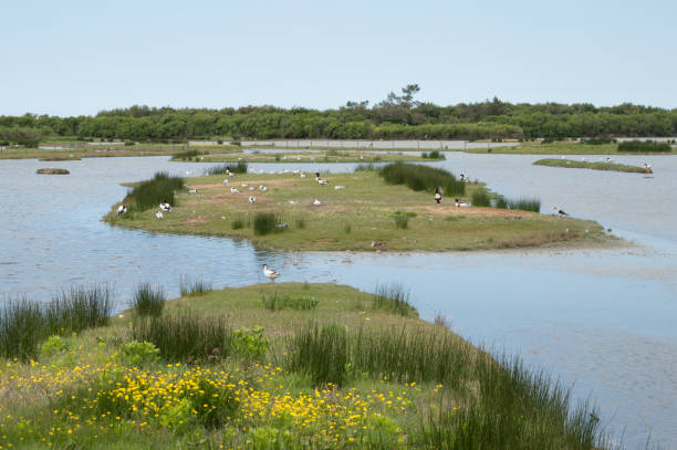 Migratory birds stopping at an ornithological nature reserve in southwestern France