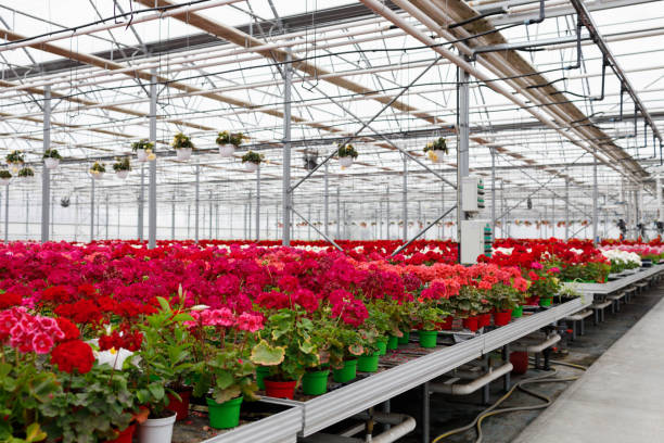 Greenhouse
