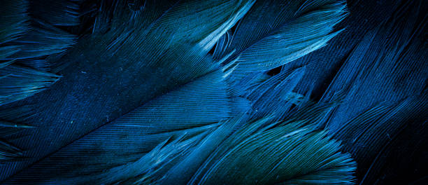 istock blue hawk feathers with visible detail. background or texture 1407555566