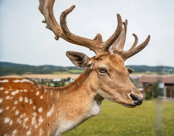 Photo of Deer at the pasture