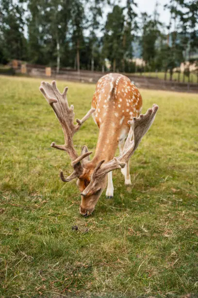 Photo of Deer at the pasture