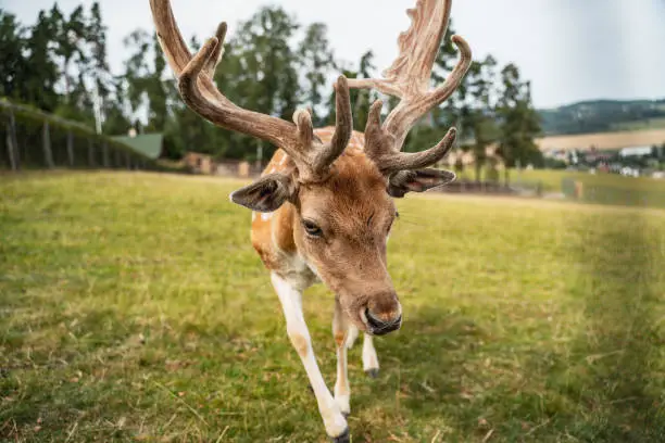 Photo of Deer at the pasture