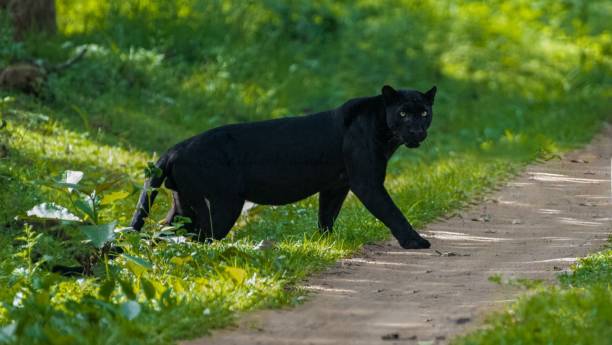 istock Black Panther in the forest 1407557845