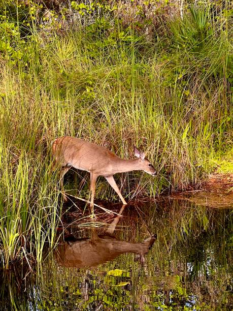istock Single deer at edge of pond 1407557946
